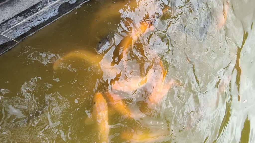 鲤鱼_哔哩哔哩_bilibili