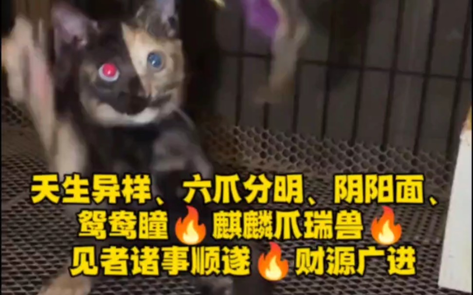 [图]《这个小猫有点凶》天生异样，六爪分明，阴阳面，鸳鸯瞳，麒麟爪瑞兽，见者万事大吉，财源广进