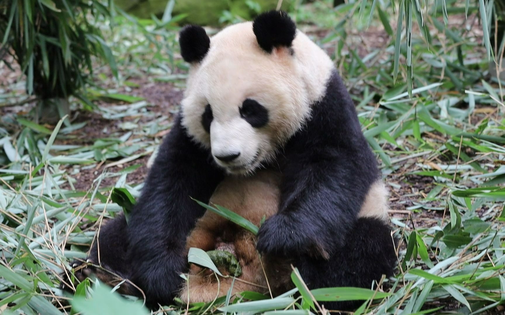 【大熊猫成兰】边吃竹子边拉青团,没有丝毫尴尬