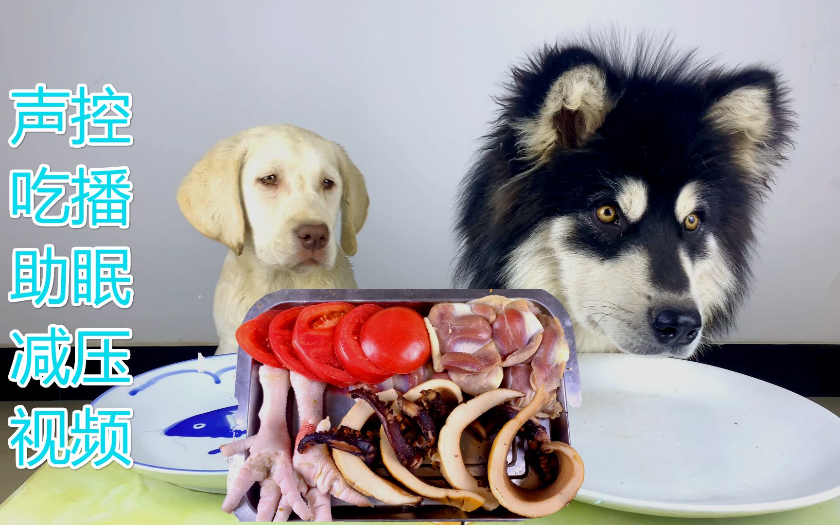 宠物吃播 狗狗也吃播 这声音太治愈了