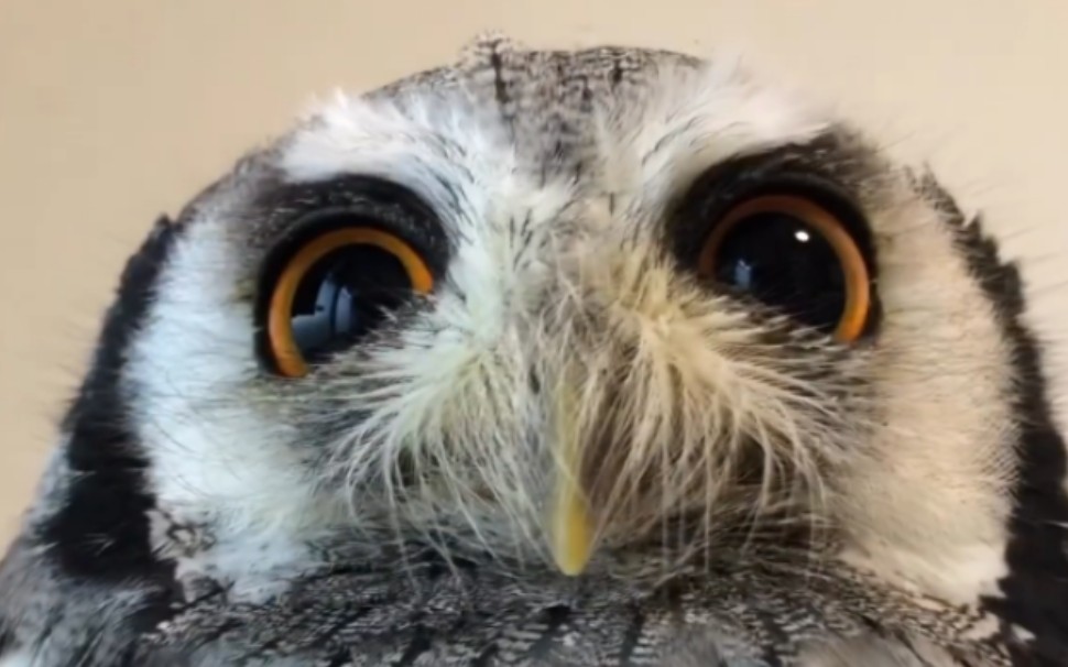 【绝对搞笑】可爱的猫头鹰视频集