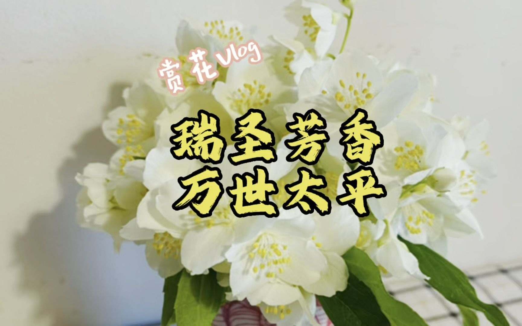 有茉莉花香味的太平花哔哩哔哩bilibili