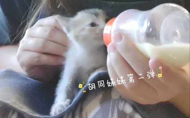 奶妈在线喂奶~哔哩哔哩bilibili