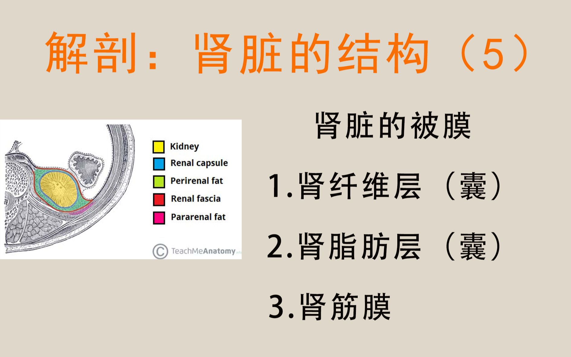 【解剖+医学英语】肾脏的被膜纤维层、脂肪层、肾筋膜哔哩哔哩bilibili