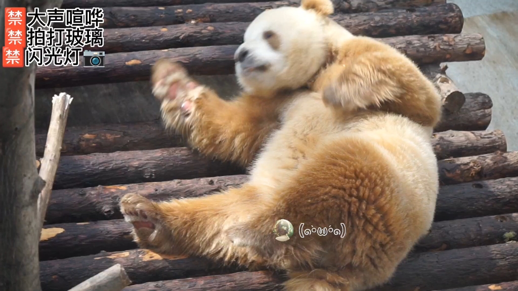 【大熊貓七仔】活的像個孩子,大概是對一個人最好的評價了,那麼我希望