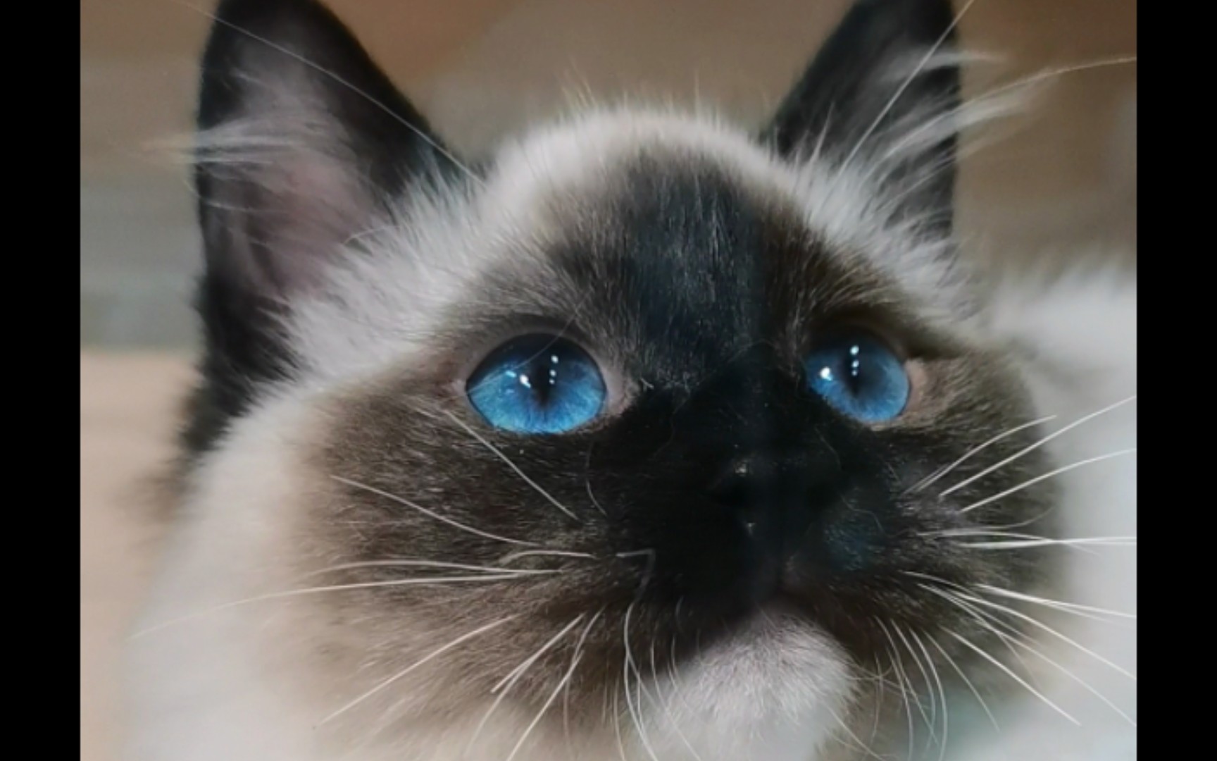 他有海蓝色的眼睛耶