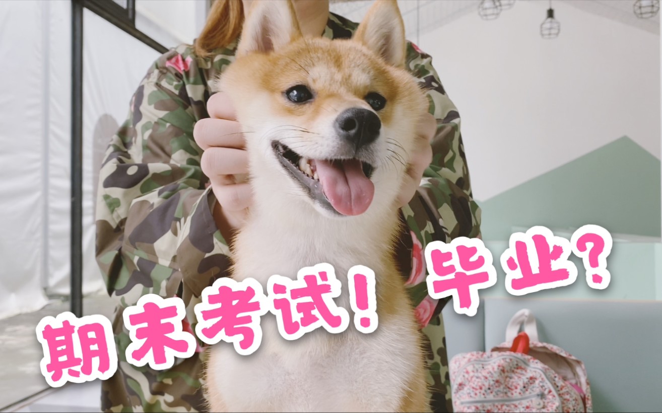 【柴犬 豆柴】期末考试遭遇狗生最大危机,还能顺利毕业吗?