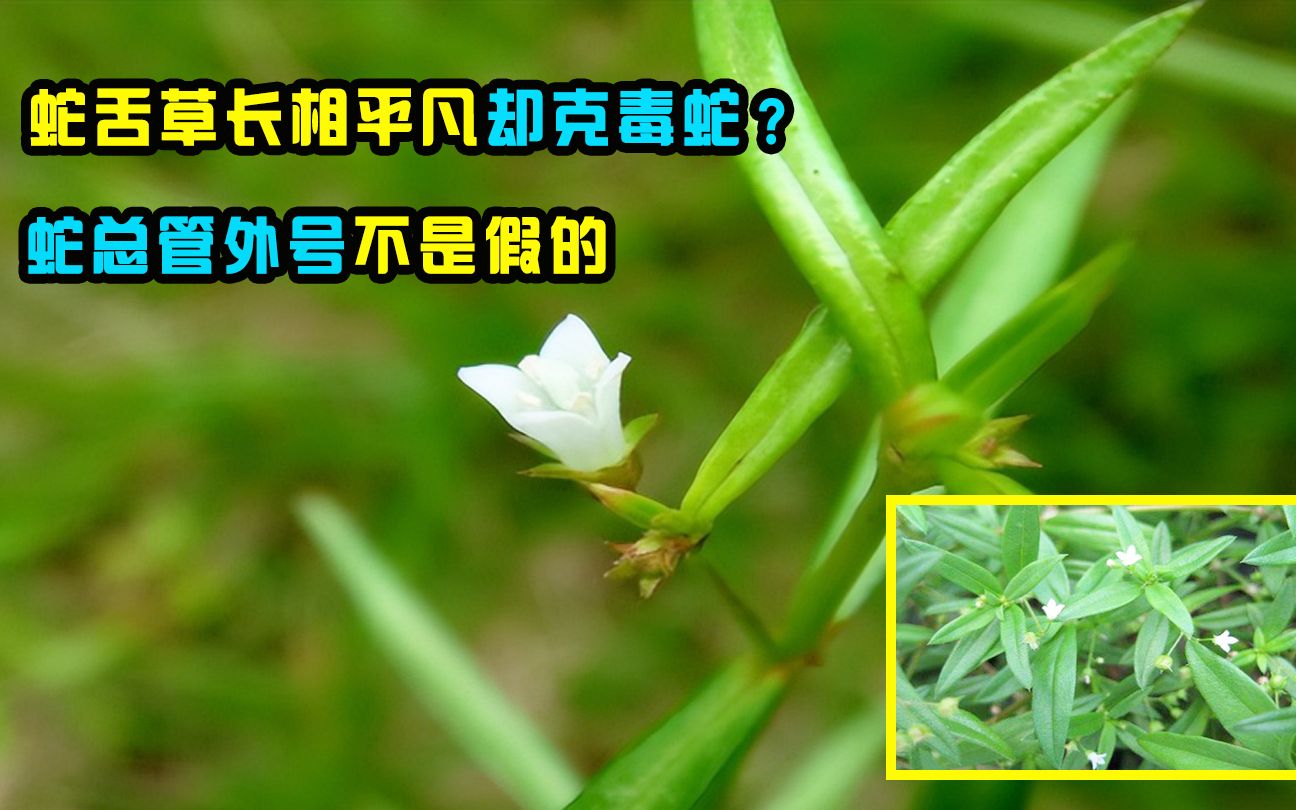 蛇菇草的功效与图片图片