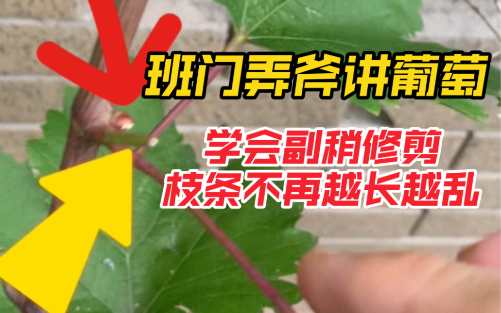 自己种的葡萄为什么越长越乱?班门弄斧分享一下葡萄侧枝修剪方法,希望大家早日吃到自己种出的葡萄.哔哩哔哩bilibili