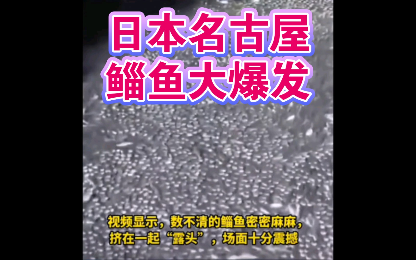 [图]日本名古屋市内河道发生鲻鱼大爆发，数不清的鲻鱼密密麻麻挤在一起“露头”，场面壮观震憾