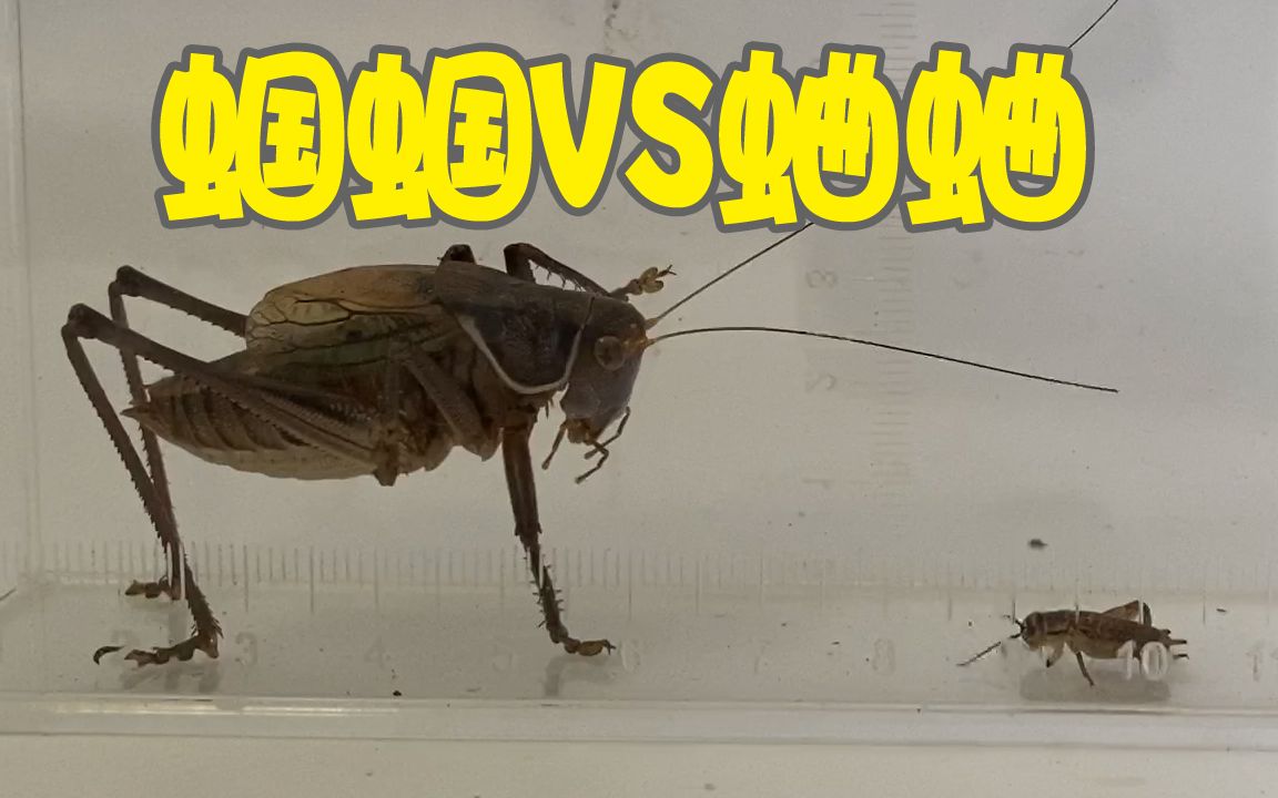 蝈蝈vs蟋蟀,结果想不到!