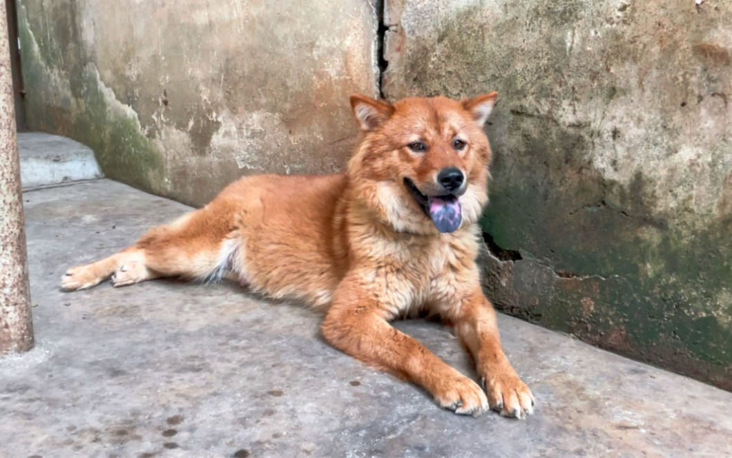 土松犬快生宝宝了,又要准备产房!