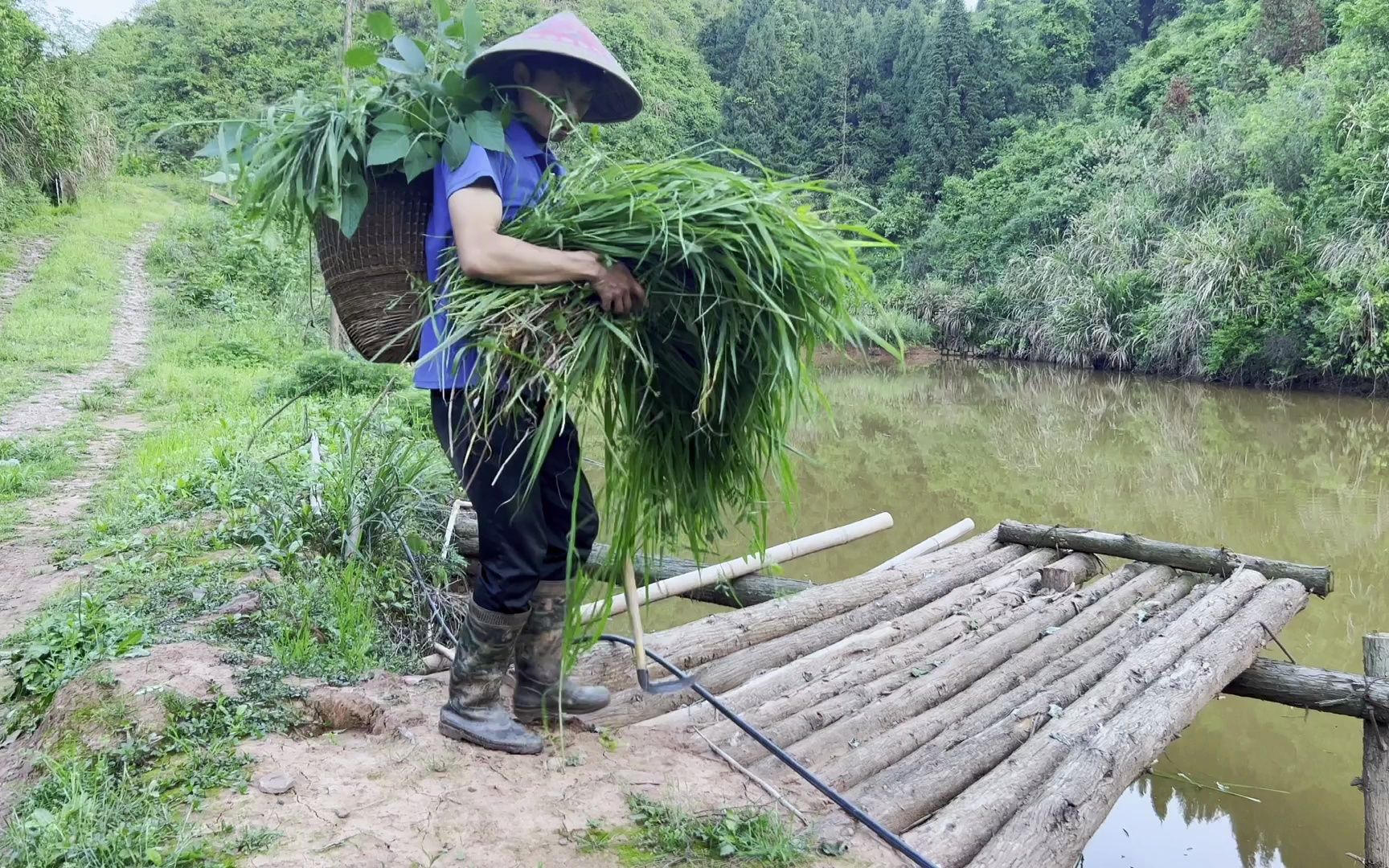 刚撒的空心菜种子两天就发芽了,五叶一心的西红柿也可以移栽了哔哩哔哩bilibili