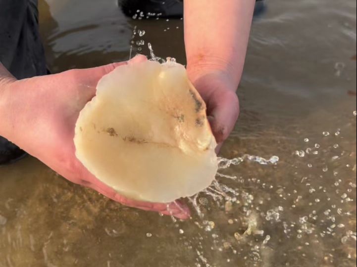 大梅赶海面对阔别已久的大海,忍不住喝起了海水