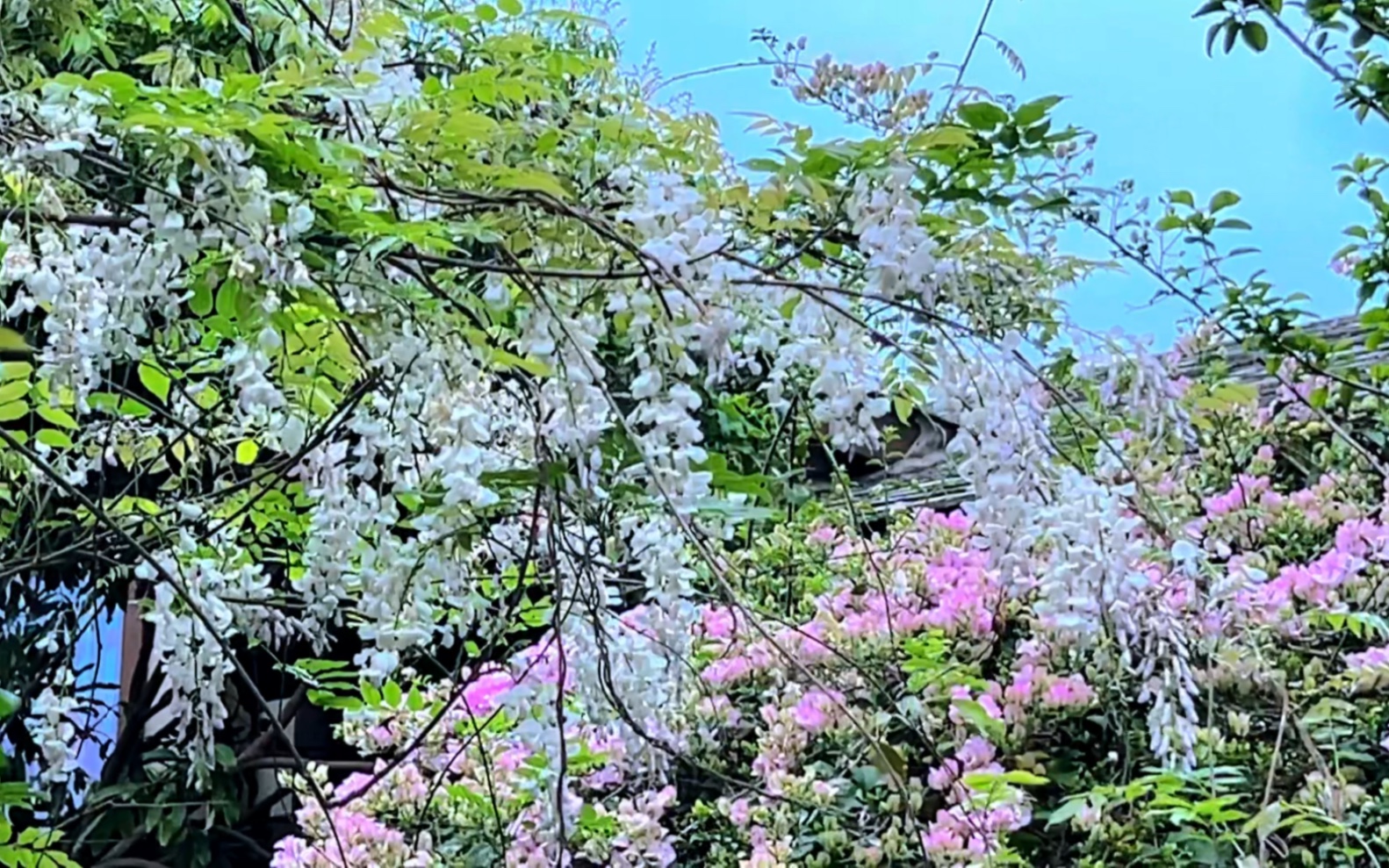 感觉要是再来一场雨,白花紫藤的花期就结束了.赶紧小视频再记录一下.