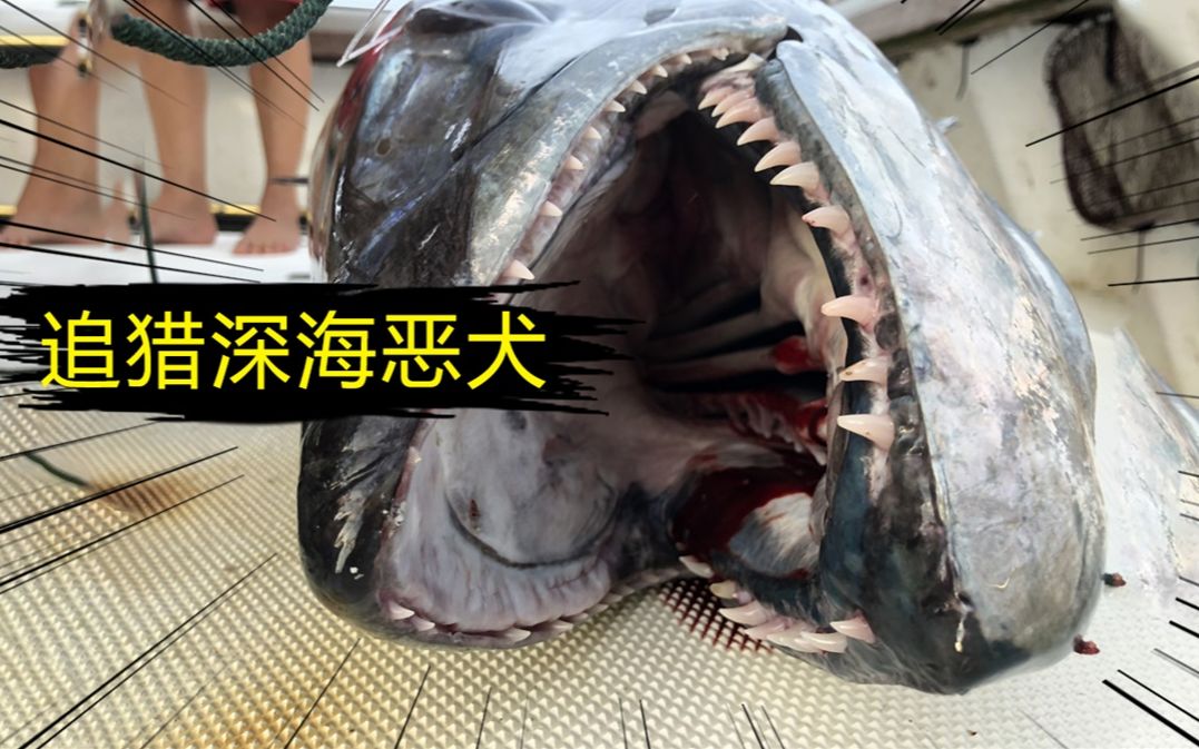 追猎深海恶犬!征服120公斤狗牙金枪,刺激!