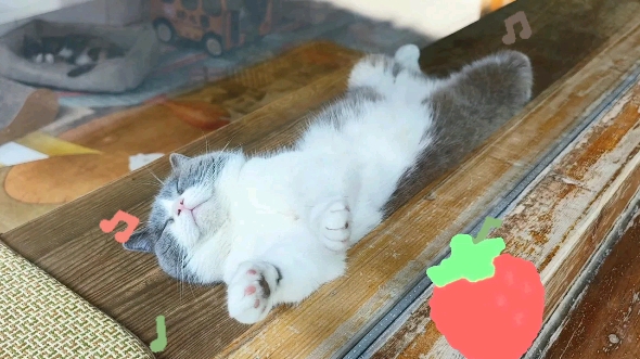 睡觉中的观复猫云朵朵