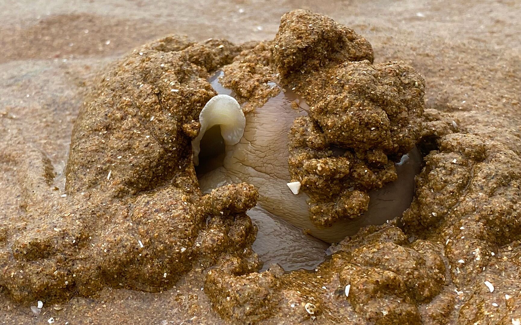 大海退潮后,大玲看到猫眼螺的小鼓包还有文蛤拖着长长的粘液_哔哩哔哩