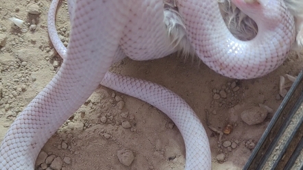 布鲁克王蛇(佛州王蛇)捕食鸭脖