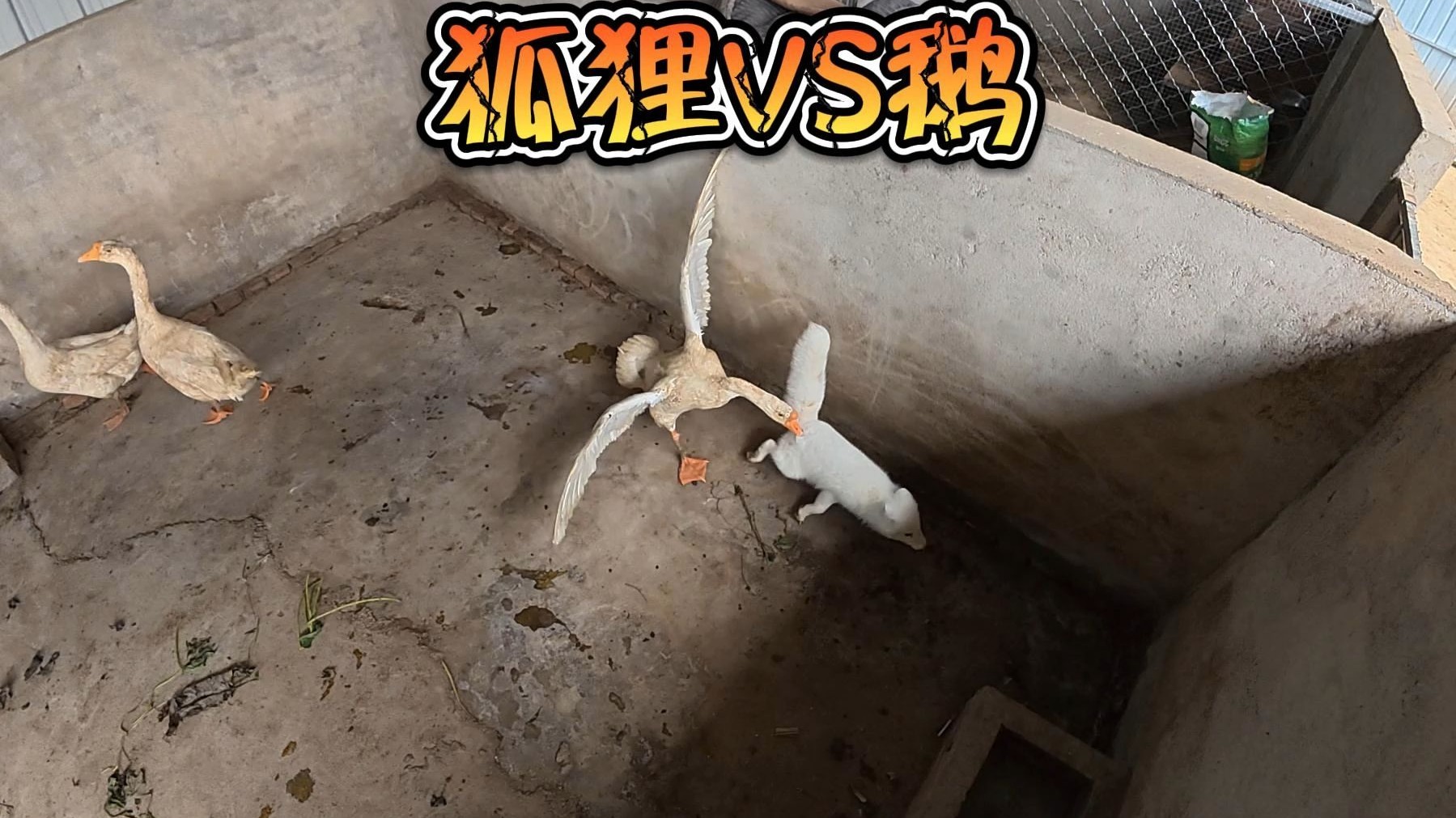 看看狐狸跟鹅究竟谁厉害！