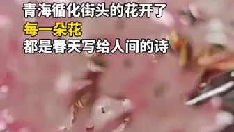 青海循化街头的花开了 每一朵花  都是春天写给人间的诗（通讯员 石勇）