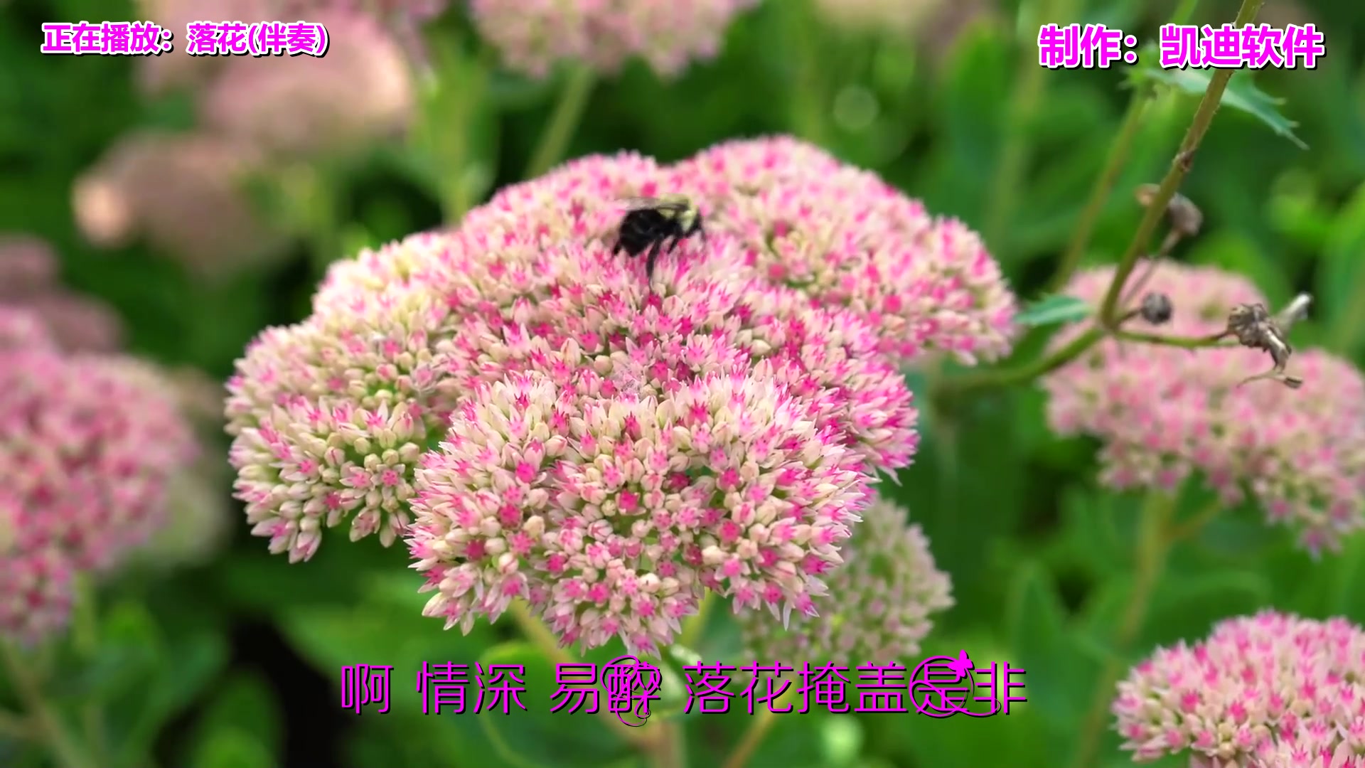 《落花(伴奏)》欣赏,mv字幕字体怎么制作哔哩哔哩bilibili