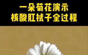 没想到吧 菊花也要做核酸