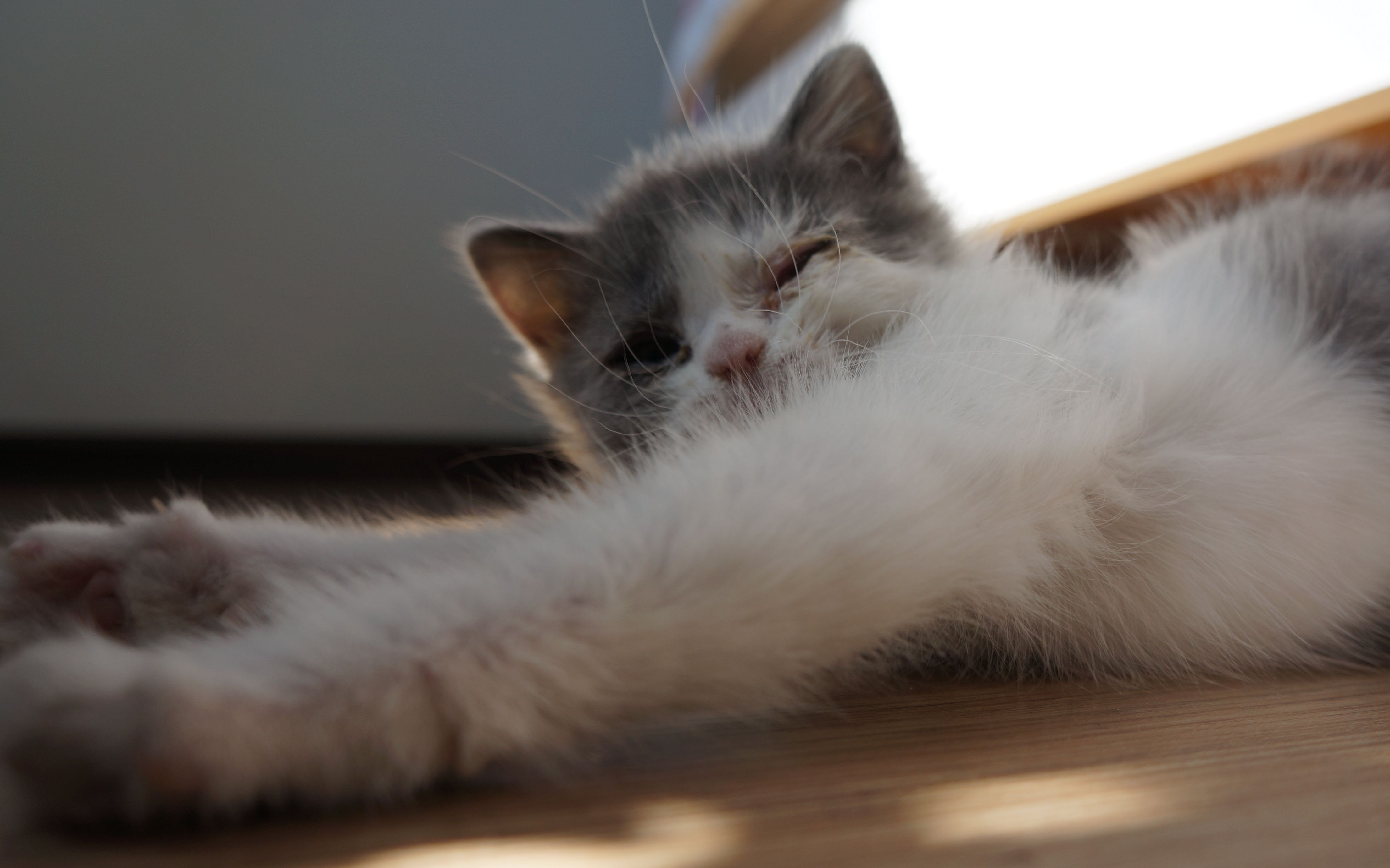 捡回来的一个多月大的英短小奶猫