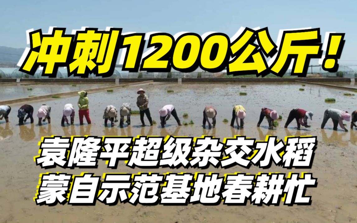 [图]冲刺1200公斤！袁隆平超级杂交水稻蒙自示范基地春耕忙