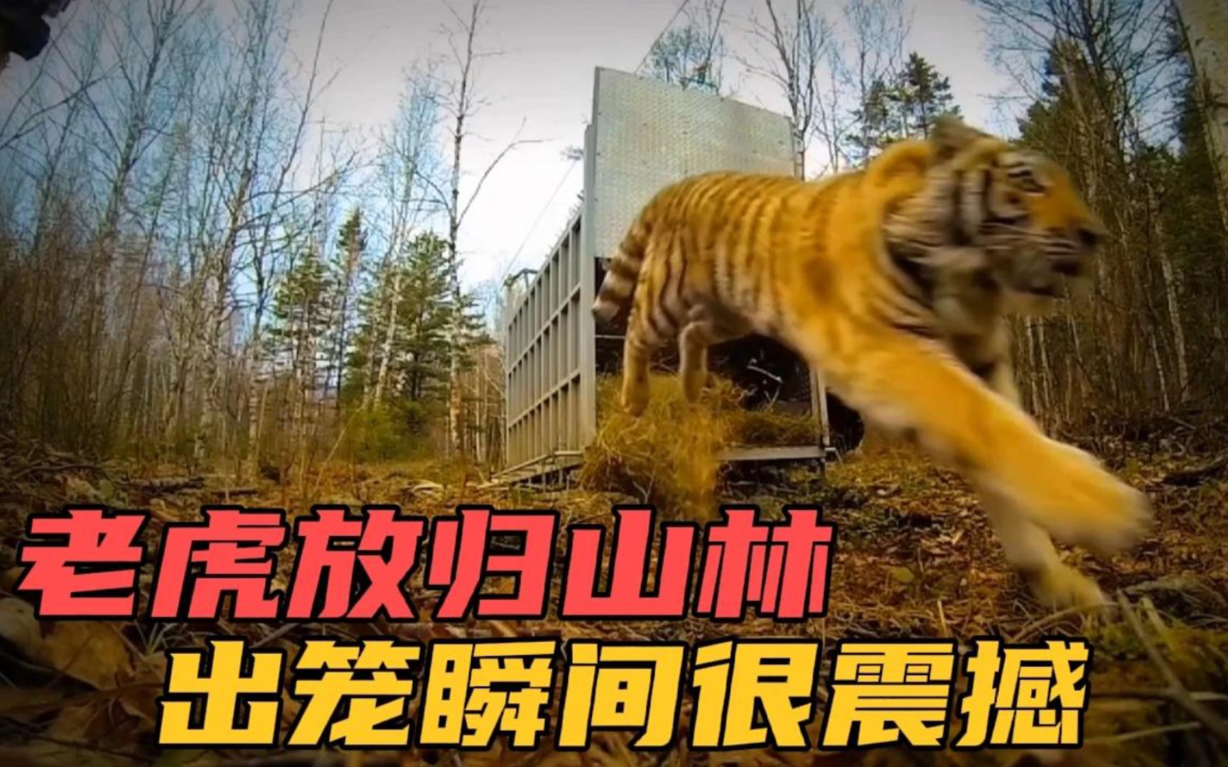 人工饲养的老虎今天放归山林,出笼的一瞬间真的很震撼!