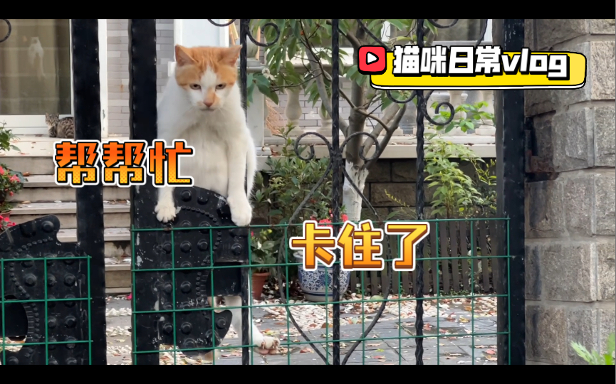 猫咪日常vlog 后院改造计划 又添新设备哔哩哔哩bilibili