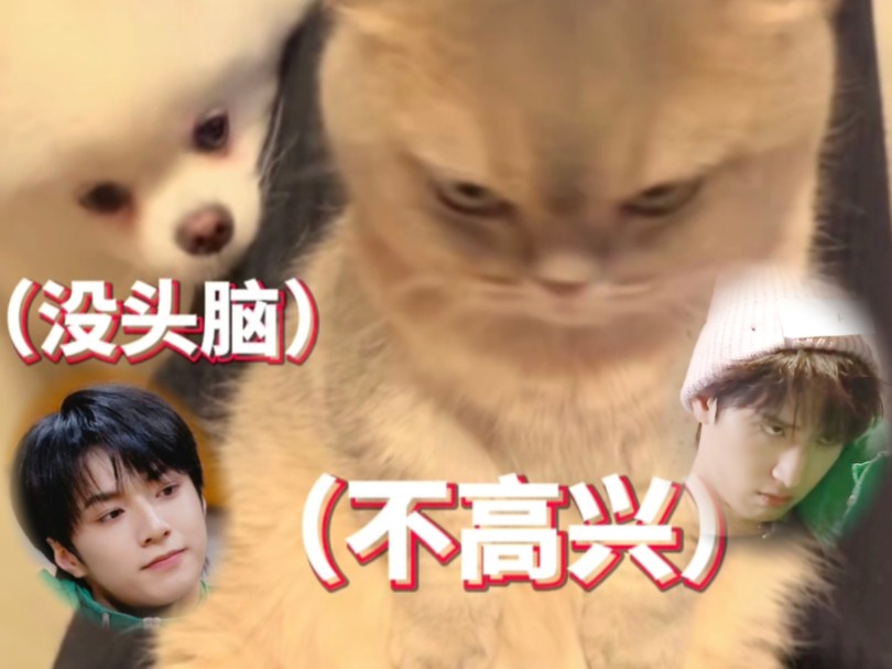 『文严文』家有猫猫狗狗哔哩哔哩bilibili