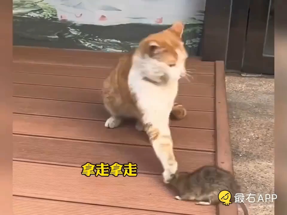 网络投稿:爱奉献的小猫哔哩哔哩bilibili