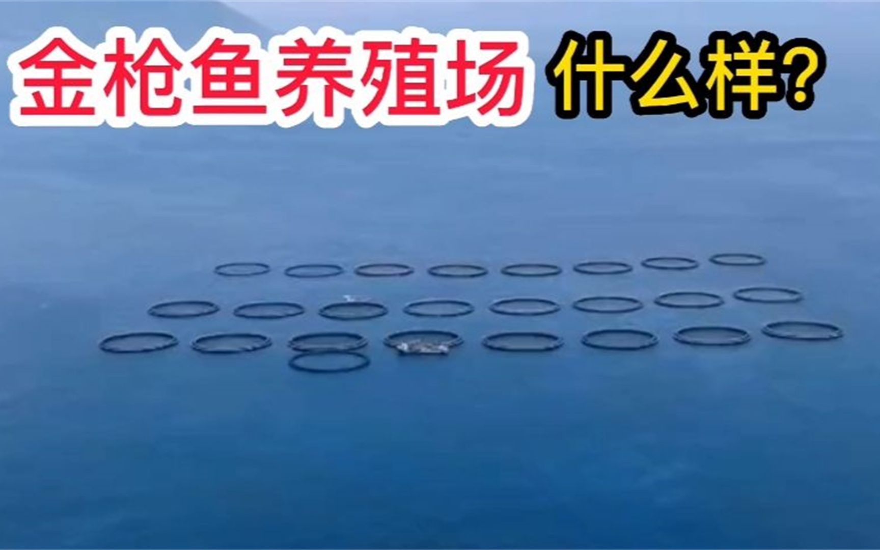 金枪鱼养殖场 什么样?哔哩哔哩bilibili