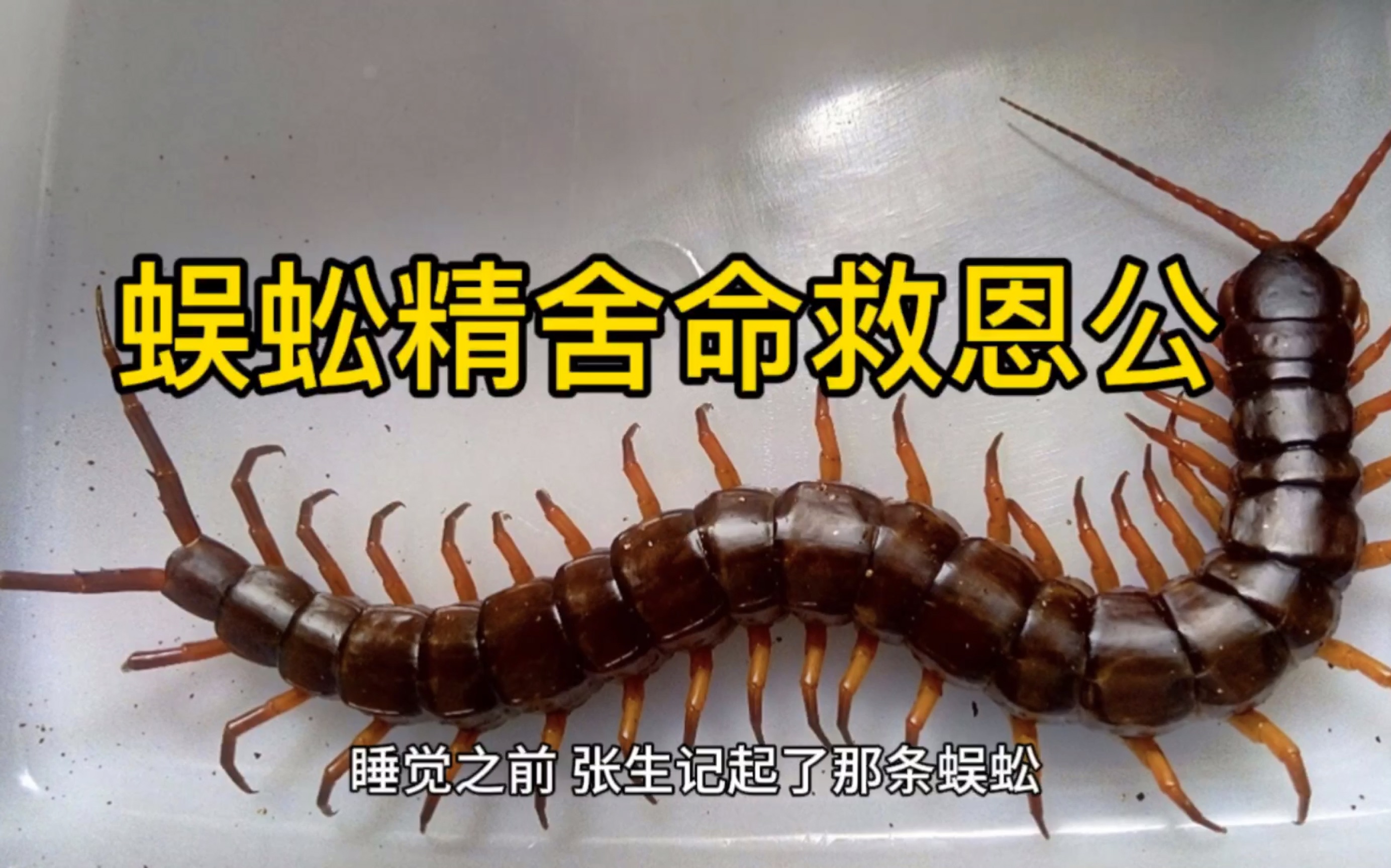 民间怪异故事大会 《蜈蚣精舍命救恩公》