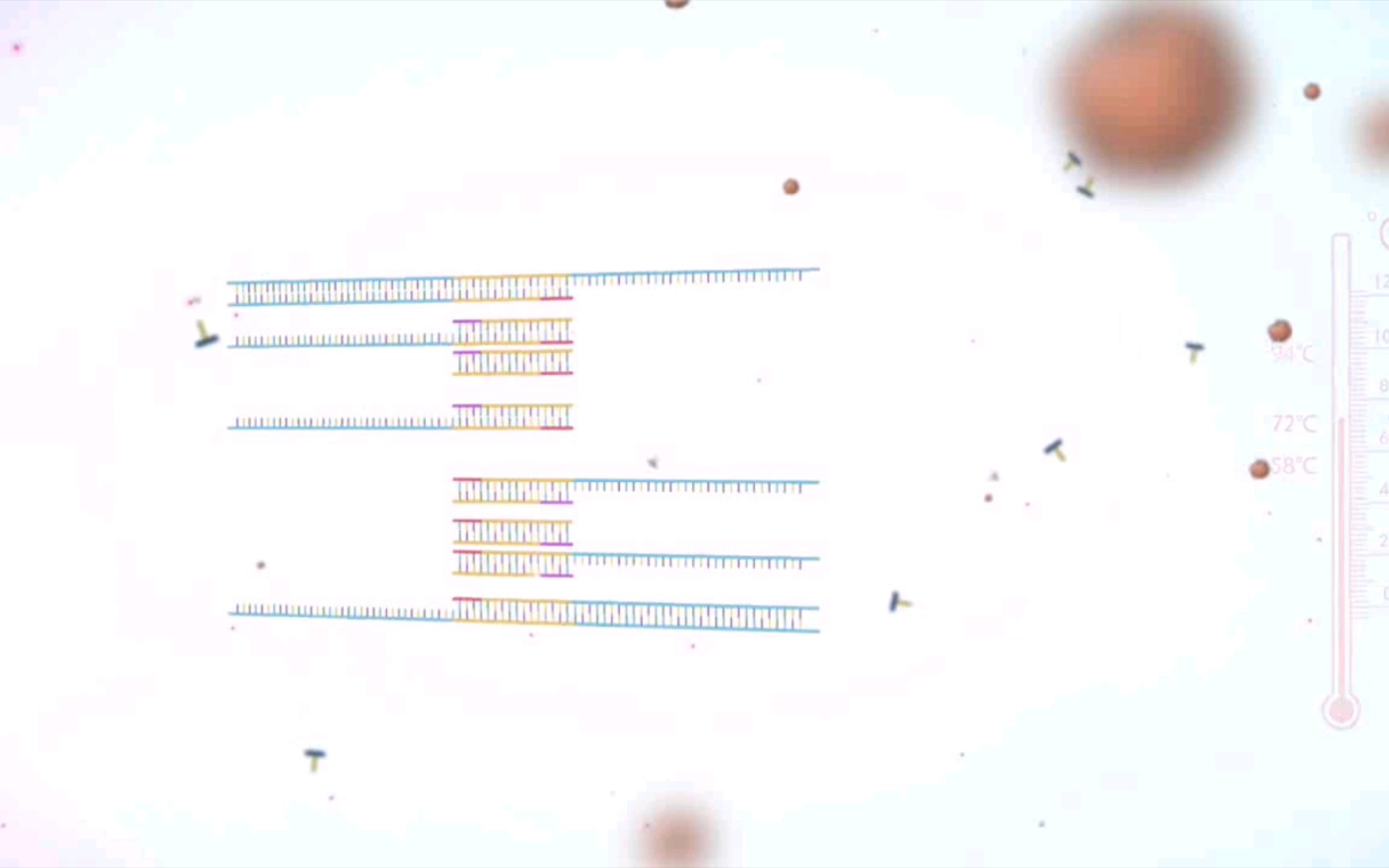 PCR体外扩增原理高清动画,一看就会_哔哩哔哩_bilibili
