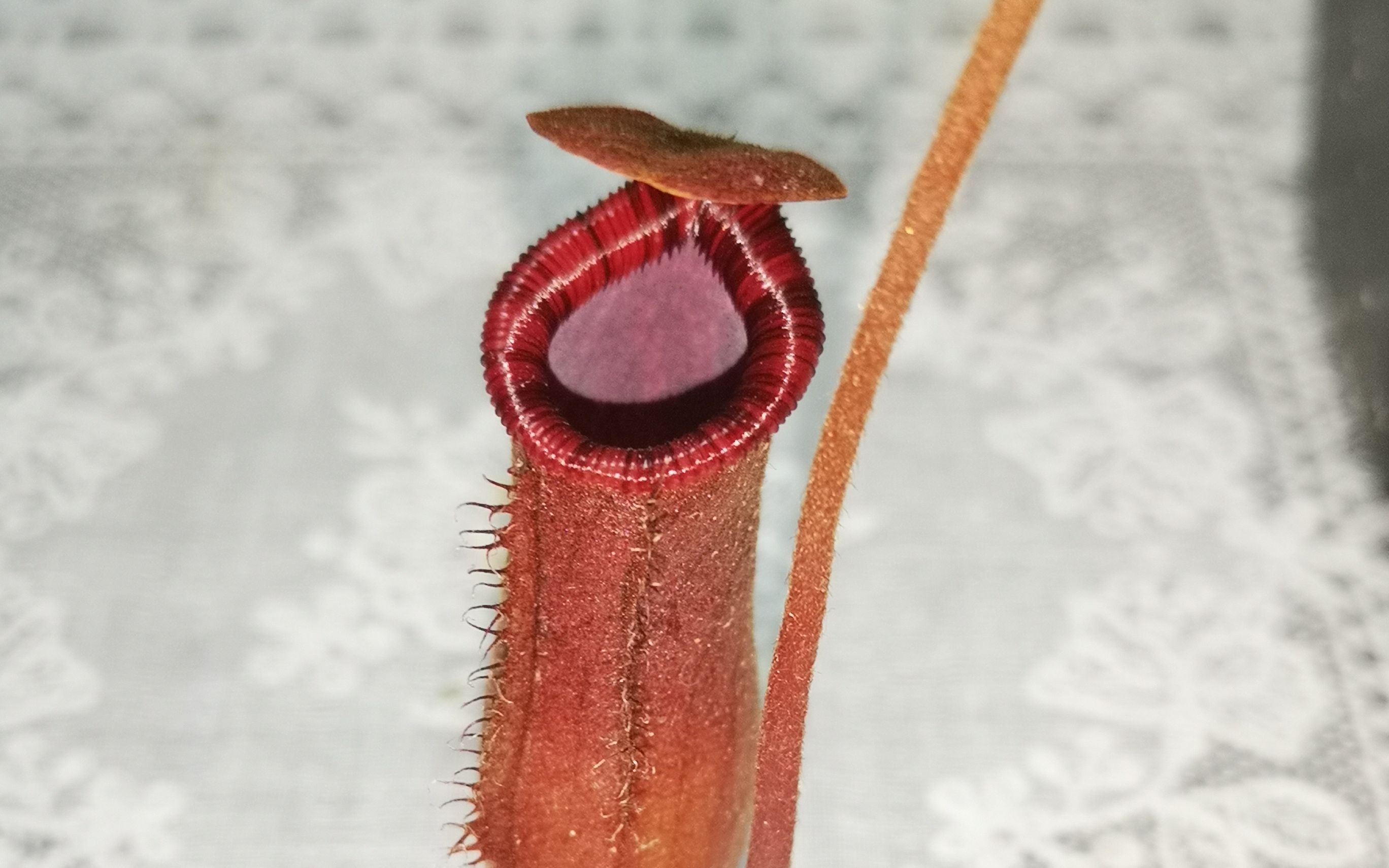 vlog1给黑精灵猪笼草换盆