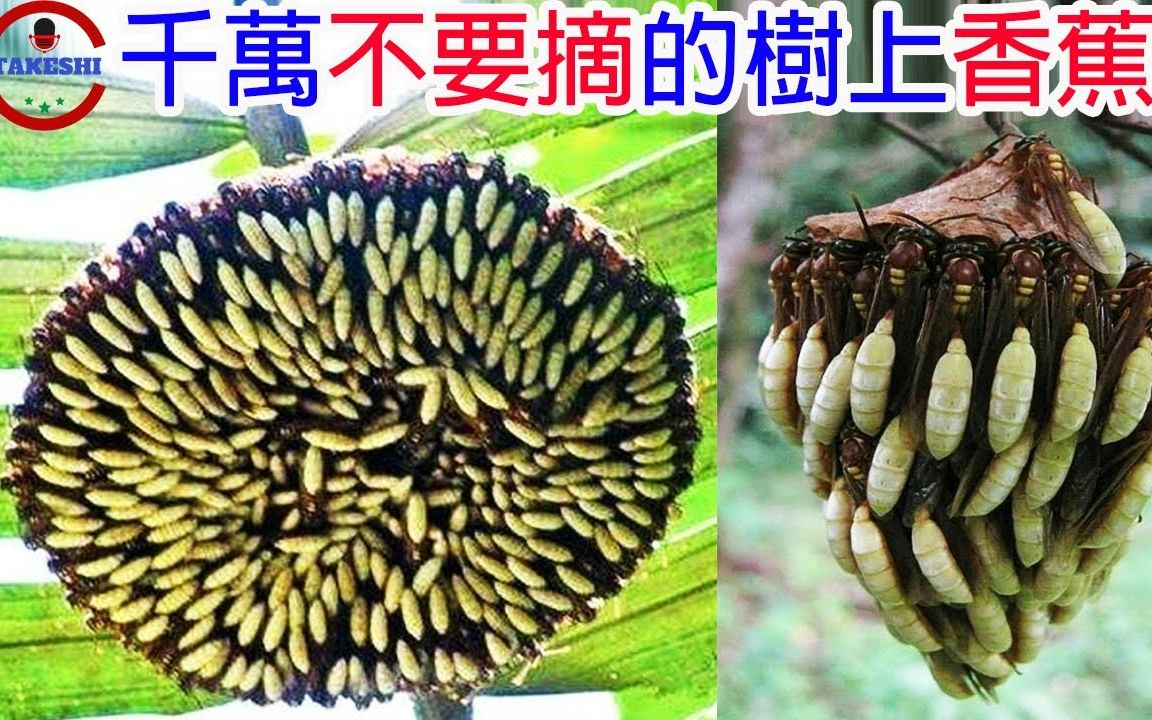 [图][生物放大镜]数个超乎想像的的蜂中怪物|活在地底的蜂中狂战士|消失将近40年的世界最大蜜蜂|搬运