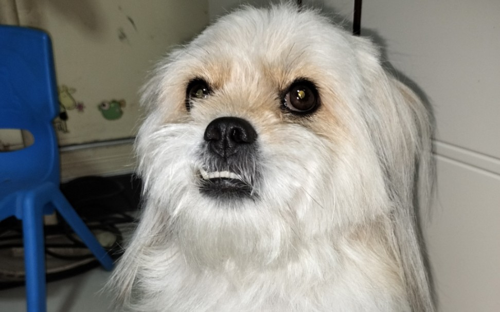 你见过吃饭bia嘴的小臭狗吗