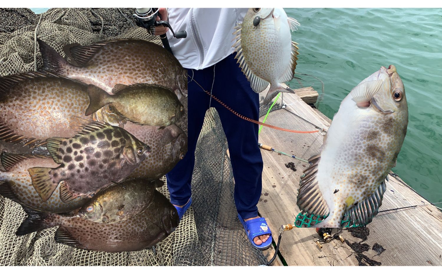 老二钓鱼技术有提高了双飞让大伙羡慕啊,金鼓鳗比脸还大啊_哔哩哔哩