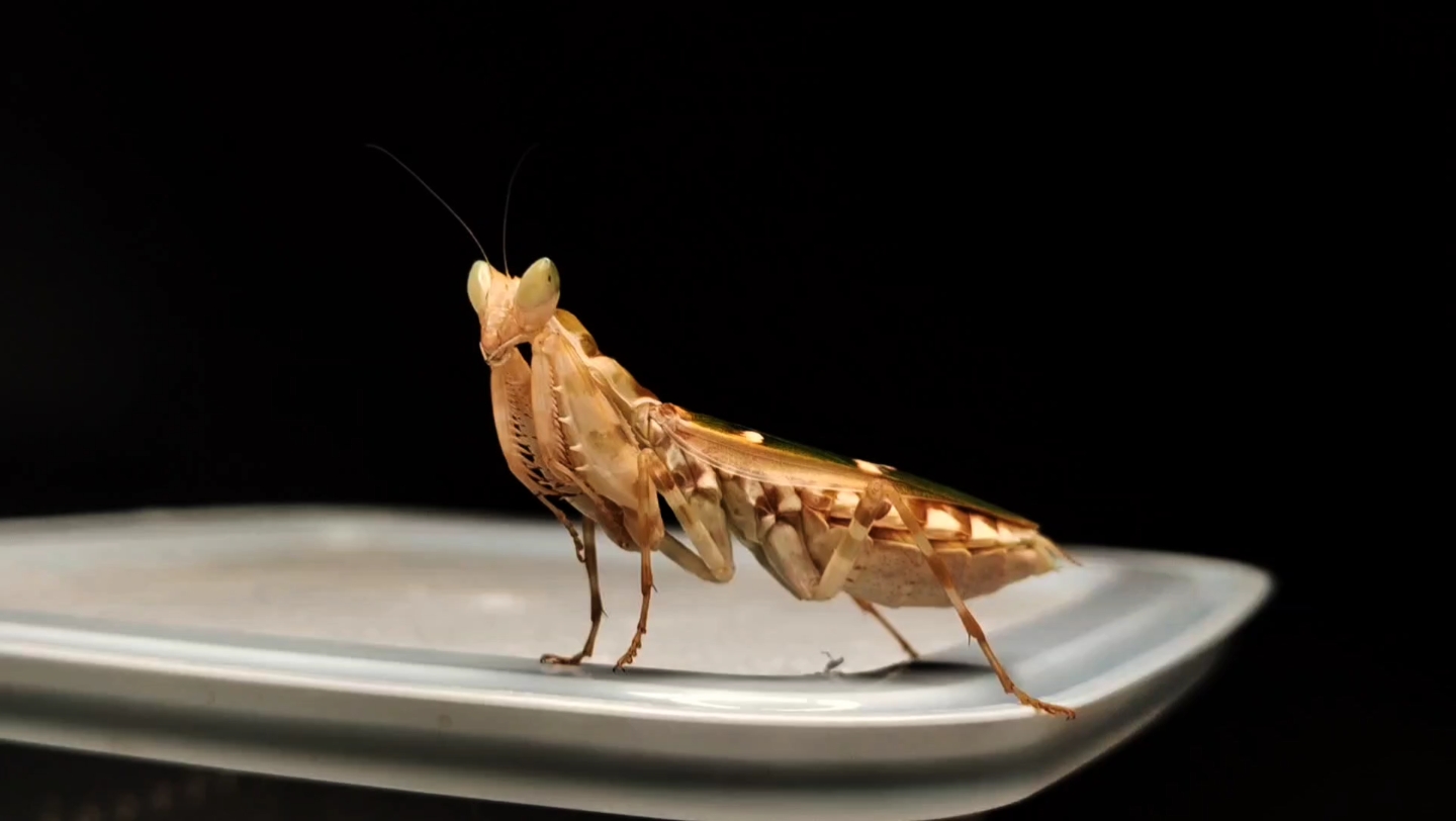 【捕食展示】明端眼斑螳