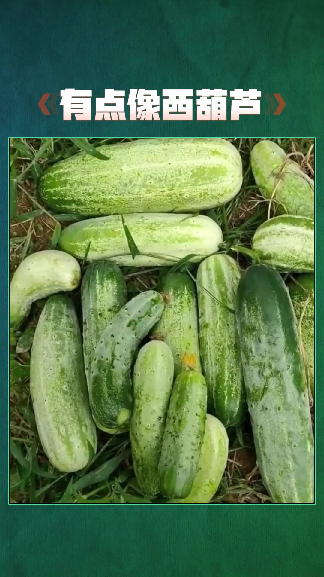 这黄瓜真粗,是不是老了些