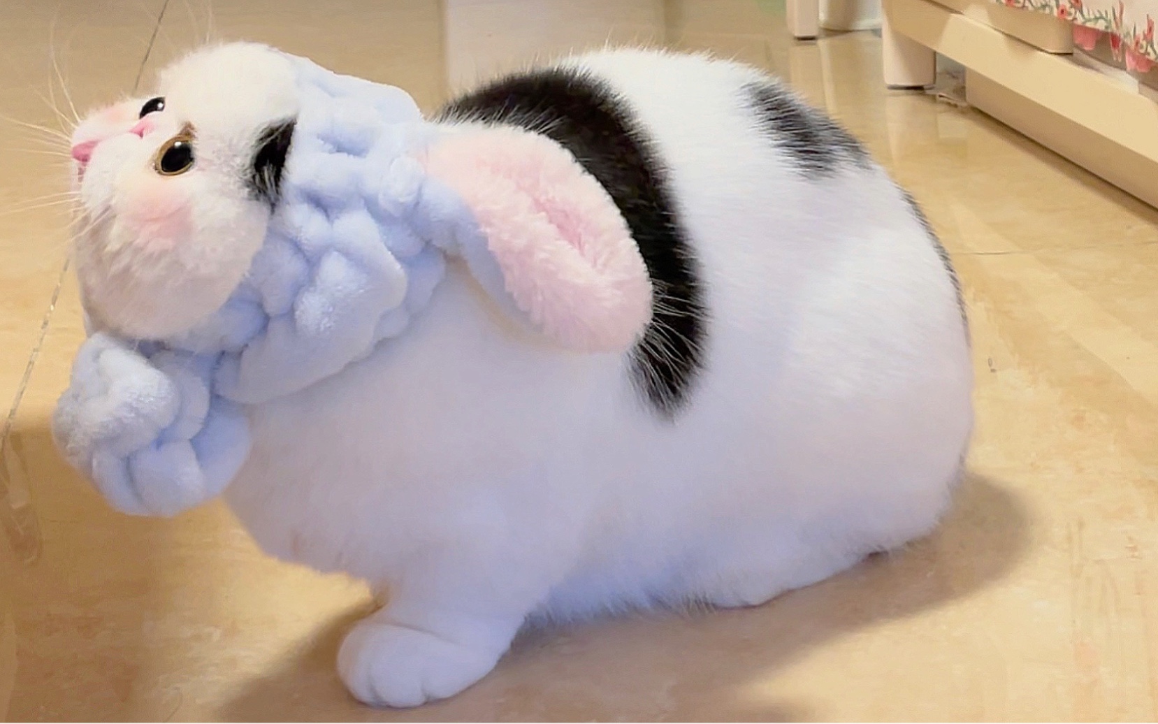 猪咪:我 演 的 很 努 力 了 !