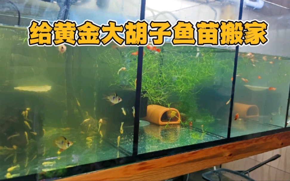 [图]给200多条黄金大胡子鱼苗第二次搬家，更大的水体才能更好的成长