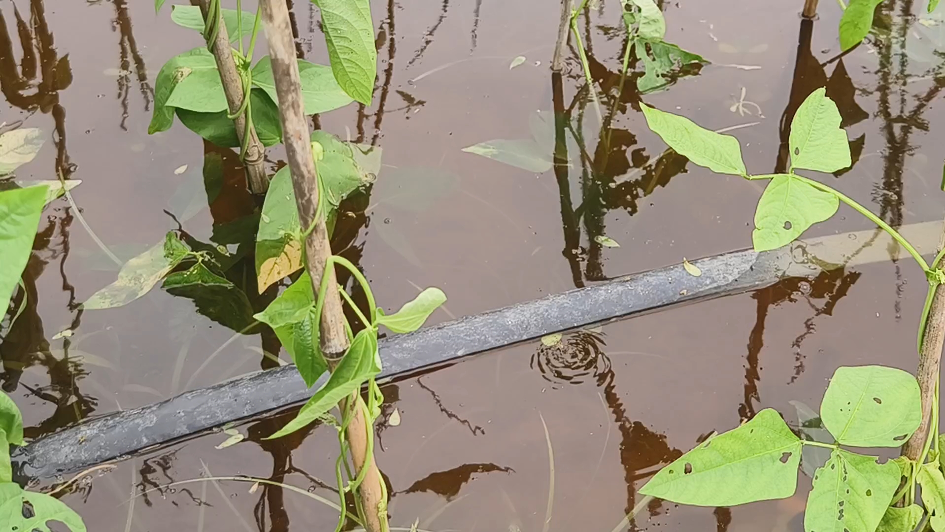 河南周口洪涝灾害