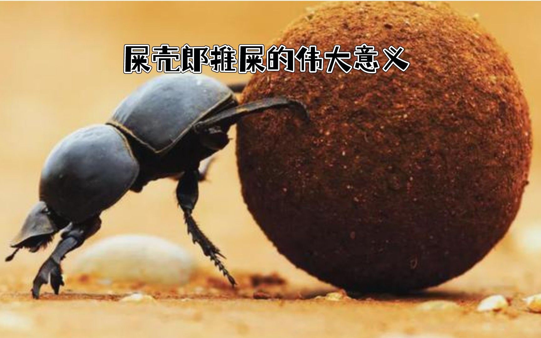 [图]屎壳郎推屎的伟大意义