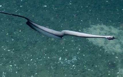 【noaa海洋探索】某线鳗