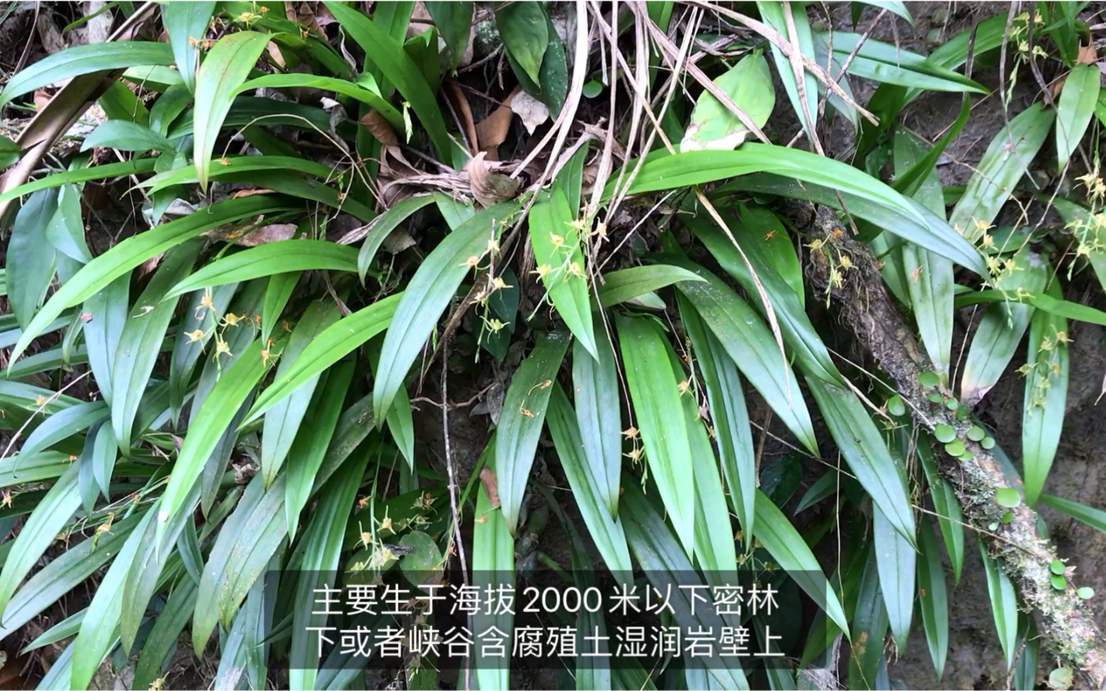 活动  【镰翅羊耳蒜】粤东山行- 兰科植物vlog 05 —— 遇见长势良好