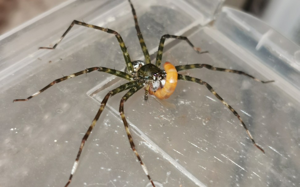 江西产黔舌蛛属成员捕食