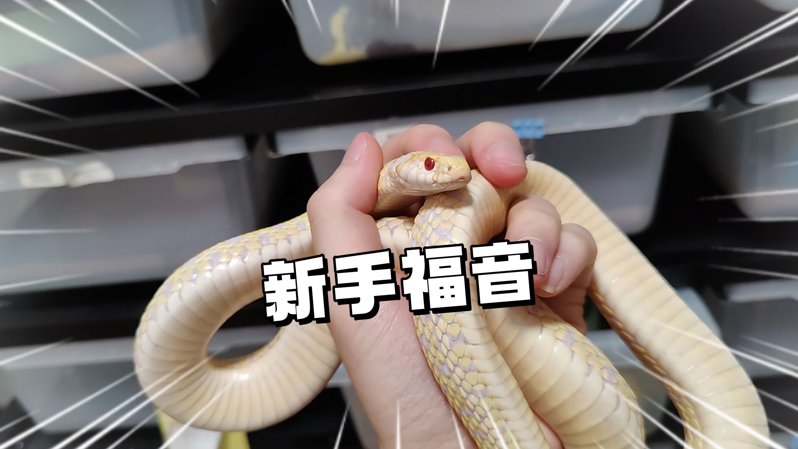 最适合新手饲养的宠物蛇,白化束带蛇!